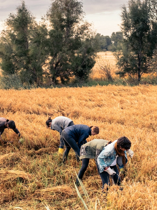 MAY YOUR RICE NEVER BURN
