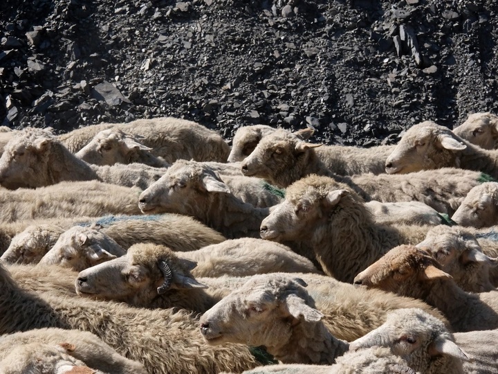 Transhumance Landscapes Across the Caucasus