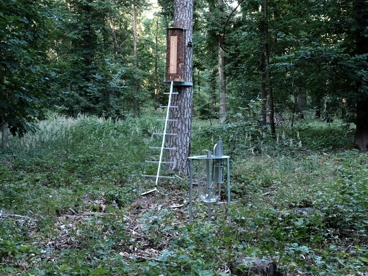 Forest Tales