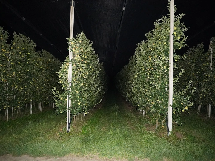 Unstable Alpine Monocultures: From Apples to Data
