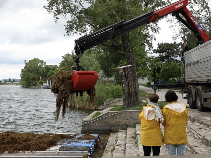 MYRIOPHYLLUM SPICATUM LAB