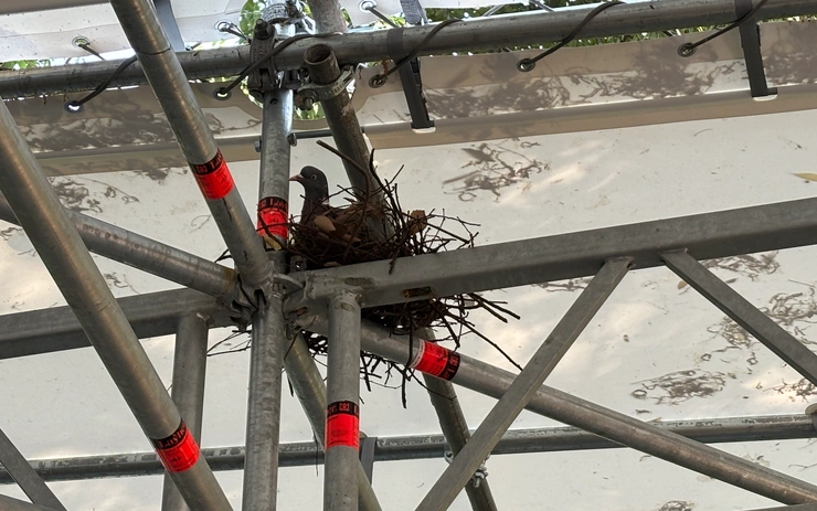 Pigeonisation or Who Gives a Flying Rat?