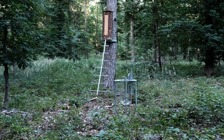 Forest Tales