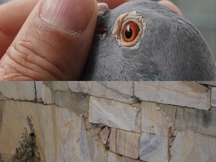 Columba Livia Domestica