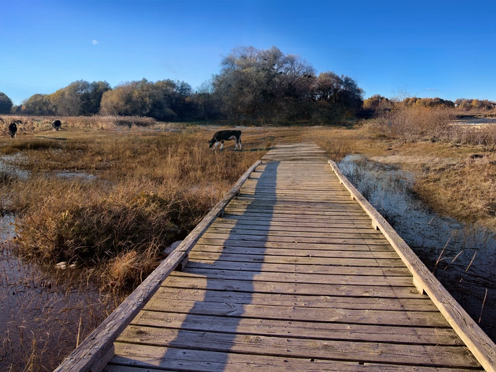Belonging to the Wetland