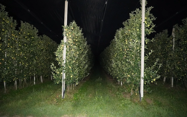 Unstable Alpine Monocultures: From Apples to Data