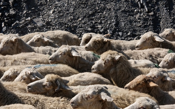 Transhumance Landscapes Across the Caucasus