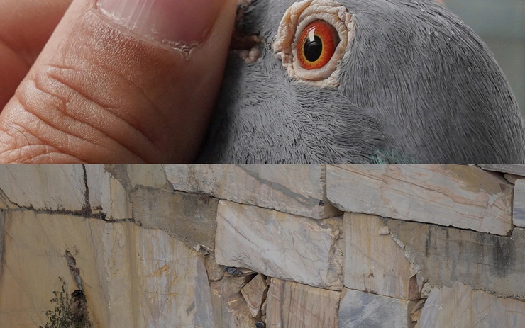 Columba Livia Domestica