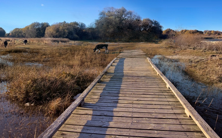 Belonging to the Wetland