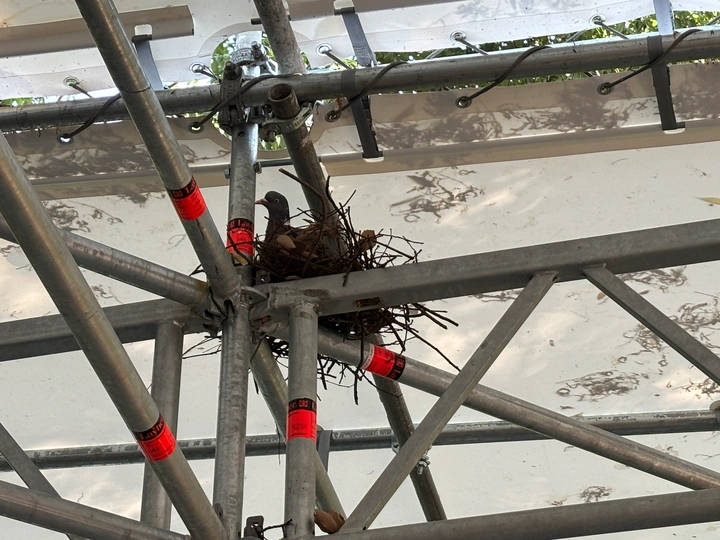 Pigeonisation or Who Gives a Flying Rat?