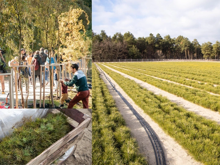 Plant a Tree - Demine Ukraine